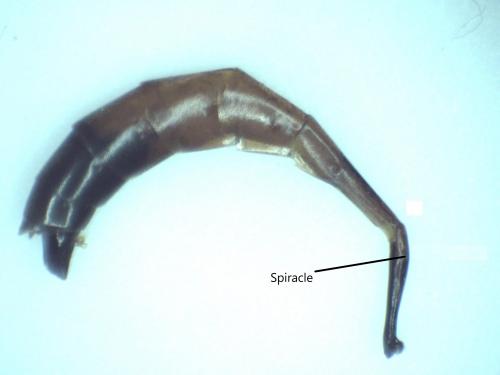 Réf. 277 826 : Erigorgus melanops